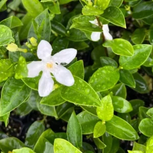Asian Snow Jasmine Plant Live - Wrightia Antidysenterica - 5-10 Inch Tall Indoor/Outdoor