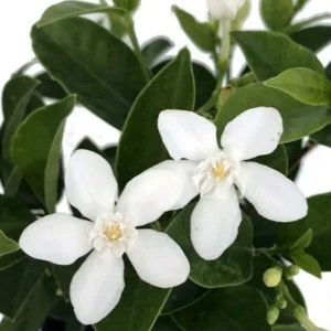 Asian Snow Jasmine Plant Live - Wrightia Antidysenterica - 5-10 Inch Tall Indoor/Outdoor
