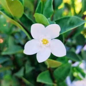 Asian Snow Jasmine Plant Live - Wrightia Antidysenterica - 5-10 Inch Tall Indoor/Outdoor