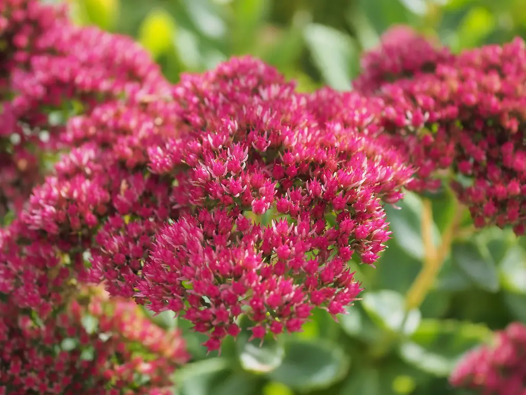 Autumn Joy Sedum (Stonecrop) - ONE OF THE Best Fall Garden Plants