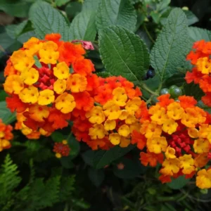 Red Lantana Plants Live - 2 Pack - 5-7 Inches Tall - Outdoor Perennial Flower