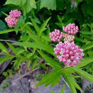 Butterfly Milkweed Plants Live - Tropical Red Milkweed - 4-7
