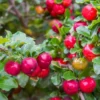 Barbados Cherry Tree Live Plant - 1 ft Tall Red Cherry Fruit Tree - Garden Ready