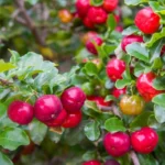Barbados Cherry Tree Live Plant - 1 ft Tall Red Cherry Fruit Tree - Garden Ready