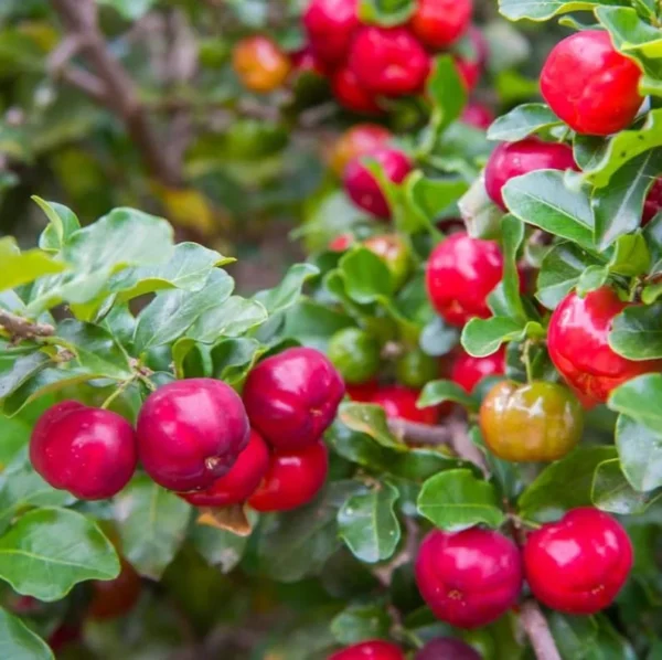 Barbados Cherry Tree Live Plant - 1 ft Tall Red Cherry Fruit Tree - Garden Ready