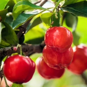Barbados Cherry Tree Live Plant - 1 ft Tall Red Cherry Fruit Tree - Garden Ready