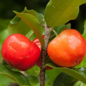 Barbados Cherry Tree Live Plant - 1 ft Tall Red Cherry Fruit Tree - Garden Ready