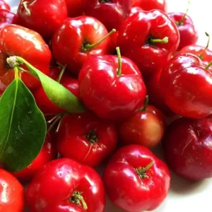 Barbados Cherry Tree Live Plant - 1 ft Tall Red Cherry Fruit Tree - Garden Ready