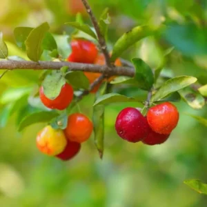 Barbados Cherry Tree Live Plant - 1 ft Tall Red Cherry Fruit Tree - Garden Ready
