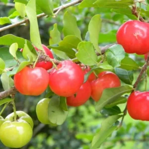 Barbados Cherry Tree Live Plant - 1 ft Tall Red Cherry Fruit Tree - Garden Ready