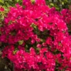 Barbara Karst Bougainvillea Live Plant, 2 Plants, 4-6 Inch Tall, Flowering Vine