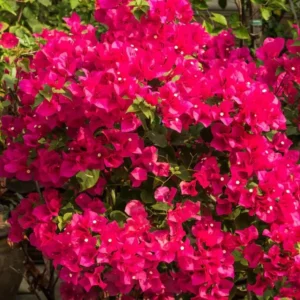 Barbara Karst Bougainvillea Live Plant, 2 Plants, 4-6 Inch Tall, Flowering Vine