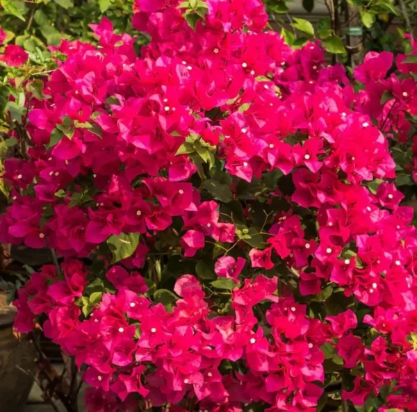 Barbara Karst Bougainvillea Live Plant, 2 Plants, 4-6 Inch Tall, Flowering Vine