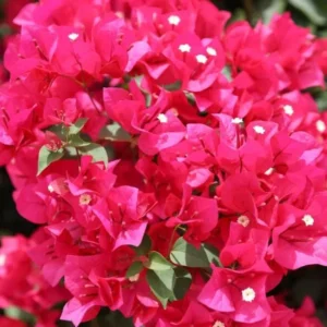 Barbara Karst Bougainvillea Live Plant, 2 Plants, 4-6 Inch Tall, Flowering Vine