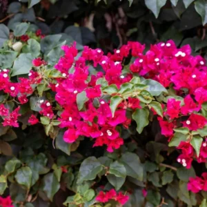 Barbara Karst Bougainvillea Live Plant, 2 Plants, 4-6 Inch Tall, Flowering Vine