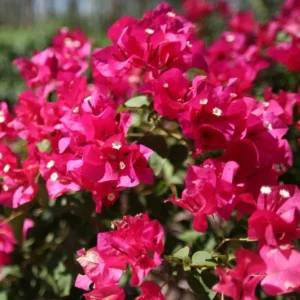 Barbara Karst Bougainvillea Live Plant, 2 Plants, 4-6 Inch Tall, Flowering Vine