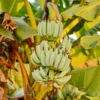 Basjoo Banana Tree Live Plant - Cold Hardy Tropical Seedling 4-8 Inch