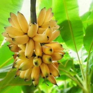 Basjoo Banana Tree Live Plant - Cold Hardy Tropical Seedling 4-8 Inch