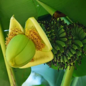 Basjoo Banana Tree Live Plant - Cold Hardy Tropical Seedling 4-8 Inch