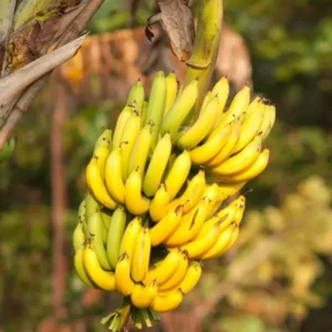 Basjoo Banana Tree Live Plant - Cold Hardy Tropical Seedling 4-8 Inch