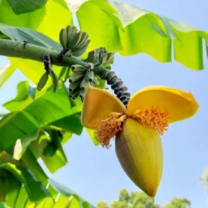 Basjoo Banana Tree Live Plant - Cold Hardy Tropical Seedling 4-8 Inch
