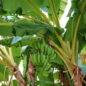 Basjoo Banana Tree Live Plant - Cold Hardy Tropical Seedling 4-8 Inch