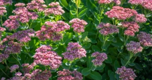 Best Fall Garden Plants