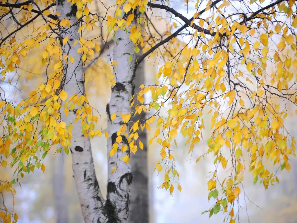 Birch Trees