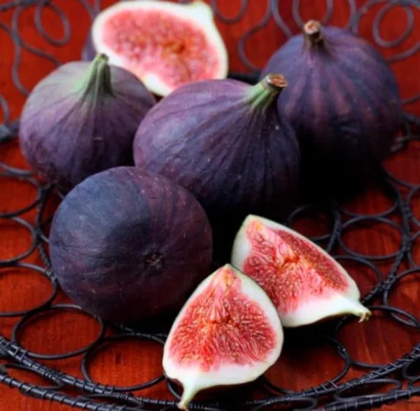 Black Mission Fig Tree Live Plant - 4-7 Inches Starter Fig Plant for Garden