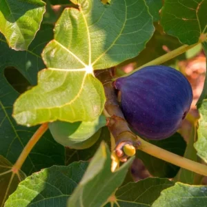 Black Mission Fig Tree Live Plant - 4-7 Inches Starter Fig Plant for Garden