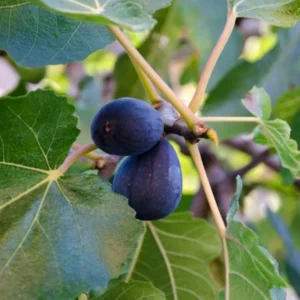 Black Mission Fig Tree Live Plant - 4-7 Inches Starter Fig Plant for Garden