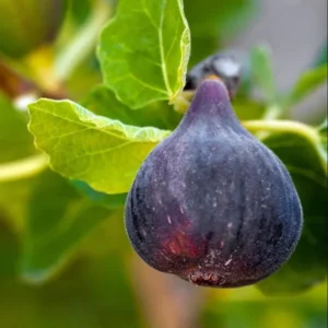 Black Mission Fig Tree Live Plant - 4-7 Inches Starter Fig Plant for Garden