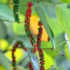 Black Pepper Plant Live - 4-6 Inch Piper Nigrum Herb Plant for Garden
