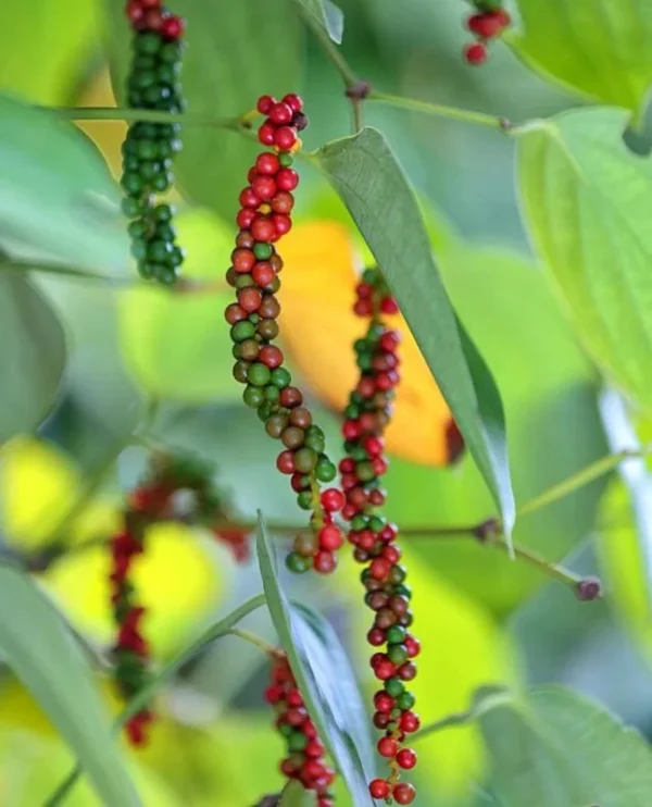 Black Pepper Plant Live - 4-6 Inch Piper Nigrum Herb Plant for Garden