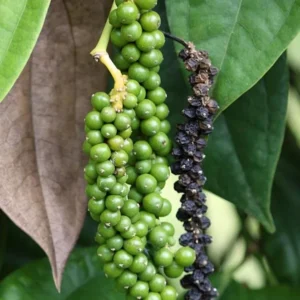 Black Pepper Plant Live - 4-6 Inch Piper Nigrum Herb Plant for Garden