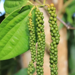Black Pepper Plant Live - 4-6 Inch Piper Nigrum Herb Plant for Garden