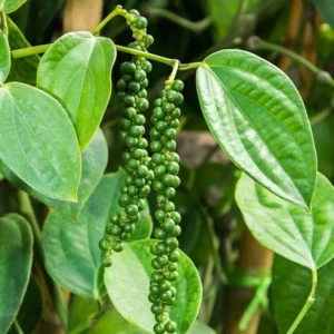 Black Pepper Plant Live - 4-6 Inch Piper Nigrum Herb Plant for Garden