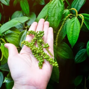 Black Pepper Plant Live - 4-6 Inch Piper Nigrum Herb Plant for Garden