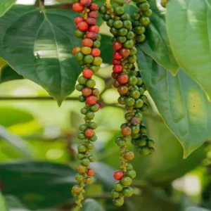 Black Pepper Plant Live - 4-6 Inch Piper Nigrum Herb Plant for Garden