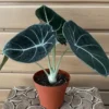 Black Velvet Alocasia Plant Live - Ornamental Taro Plant 5-7 Inch