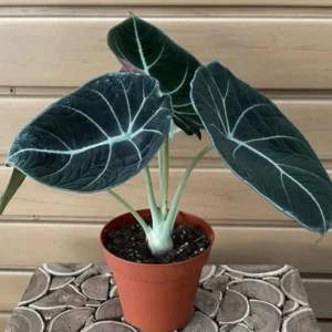 Black Velvet Alocasia Plant Live - Ornamental Taro Plant 5-7 Inch