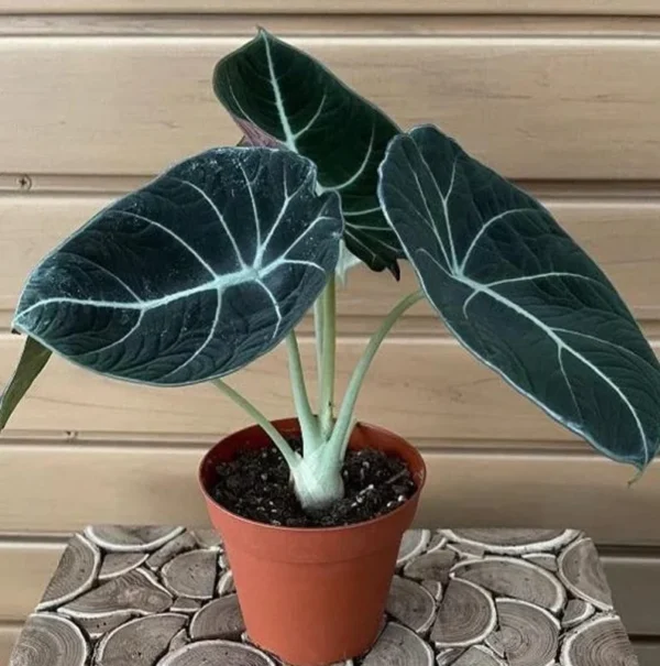 Black Velvet Alocasia Plant Live - Ornamental Taro Plant 5-7 Inch