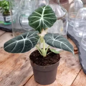 Black Velvet Alocasia Plant Live - Ornamental Taro Plant 5-7 Inch