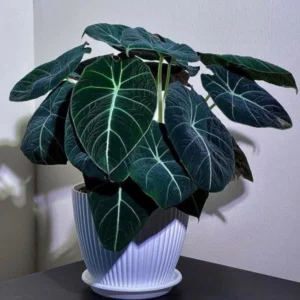 Black Velvet Alocasia Plant Live - Ornamental Taro Plant 5-7 Inch