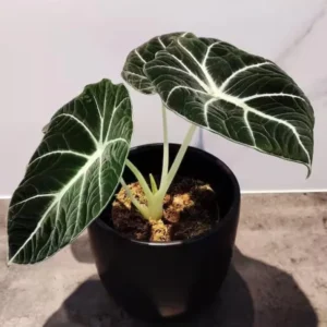 Black Velvet Alocasia Plant Live - Ornamental Taro Plant 5-7 Inch