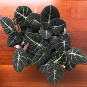 Black Velvet Alocasia Plant Live - Ornamental Taro Plant 5-7 Inch