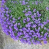 Blue Creeping Thyme Seeds - Ground Cover - 100 Seeds - Blue Flowering