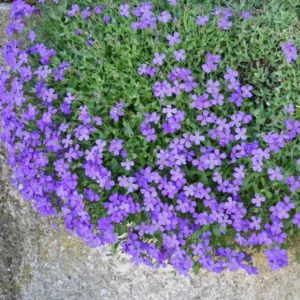 Blue Creeping Thyme Seeds - Ground Cover - 100 Seeds - Blue Flowering