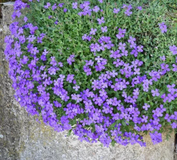 Blue Creeping Thyme Seeds - Ground Cover - 100 Seeds - Blue Flowering