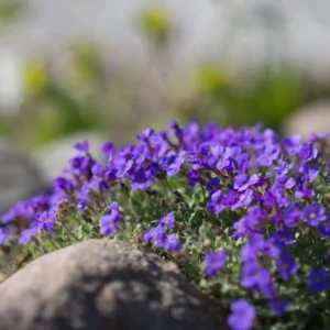 Blue Creeping Thyme Seeds - Ground Cover - 100 Seeds - Blue Flowering